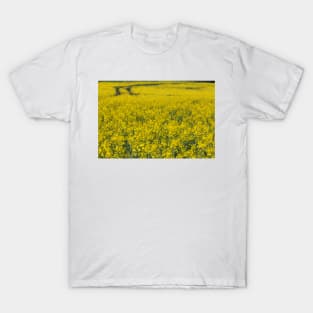 agricultural field full of bright yellow flowering crop of oil seed T-Shirt